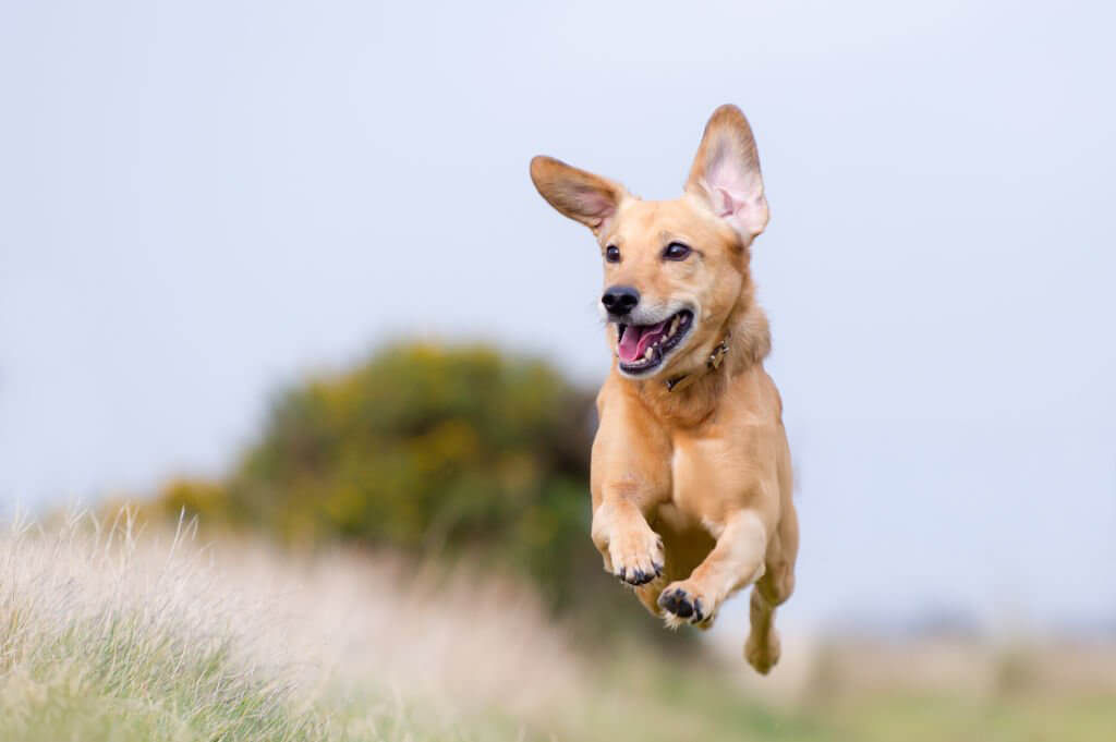 hund sprint in die luft