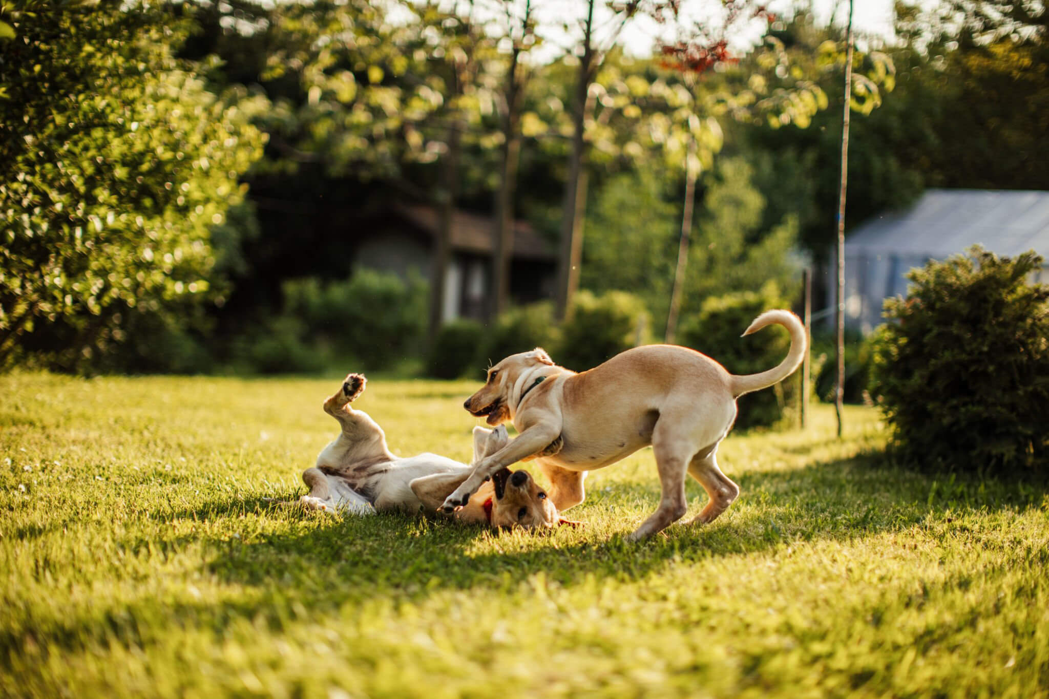 hunde spielen